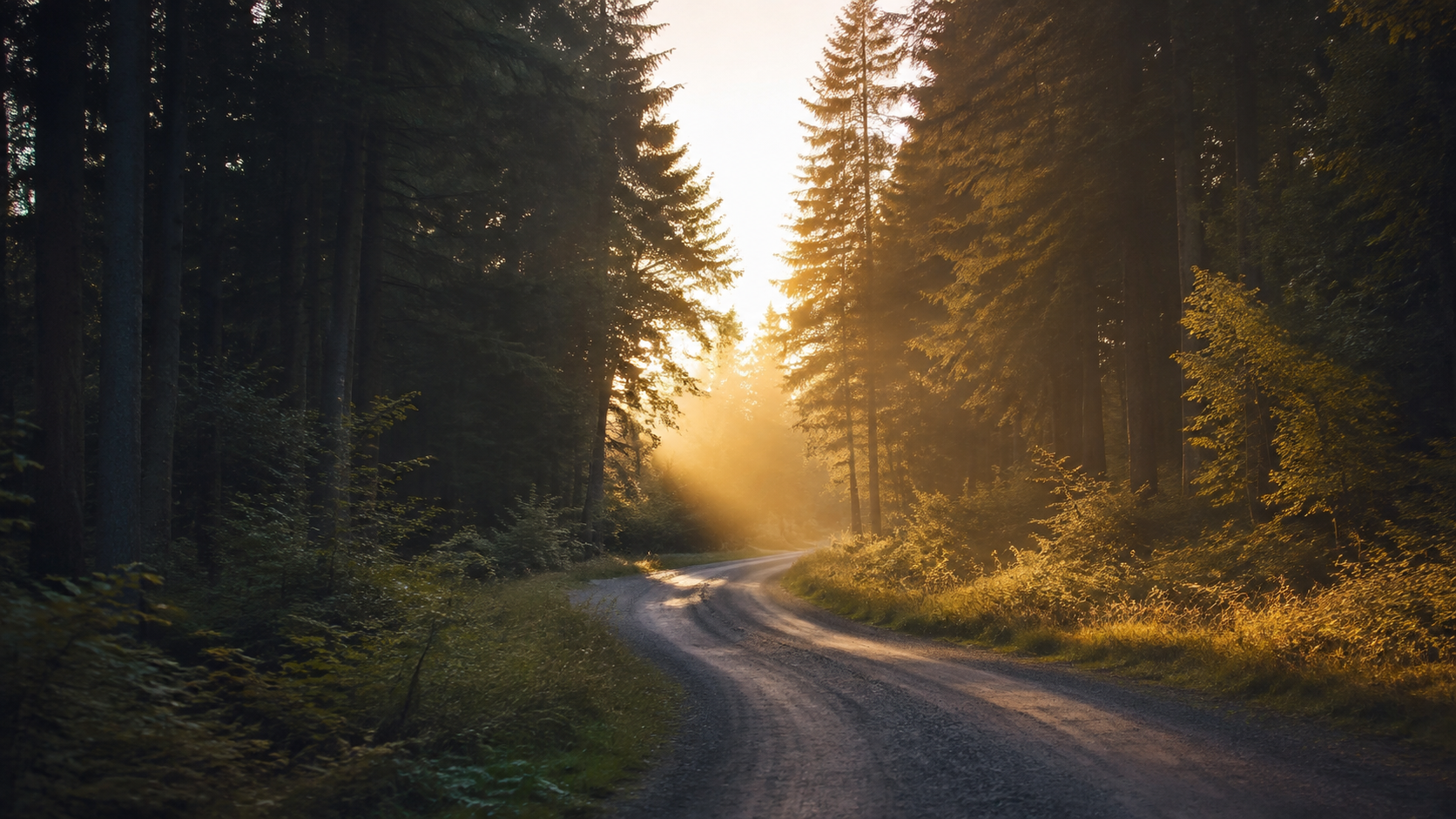 Camino curvo entre árboles iluminados por el amanecer